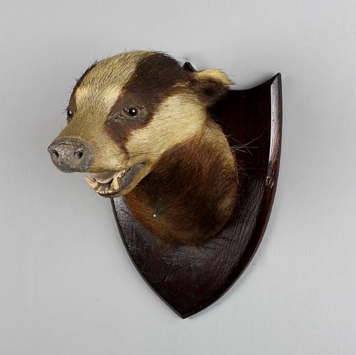 Edwardian Taxidermied & Mounted Badger Head.