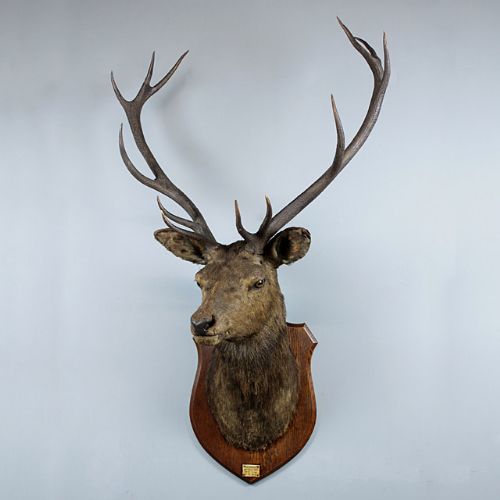 Taxidermied Royal Stag's Head.