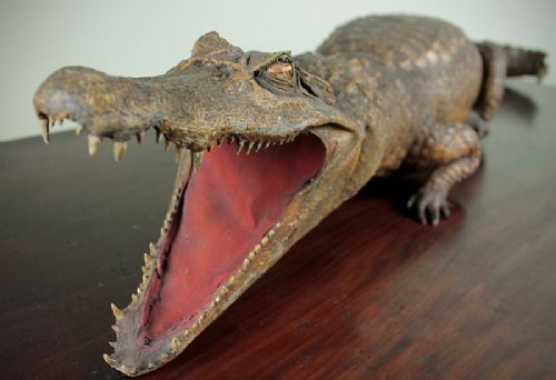 Taxidermied Caiman.