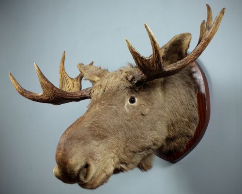 Mounted Moose Head