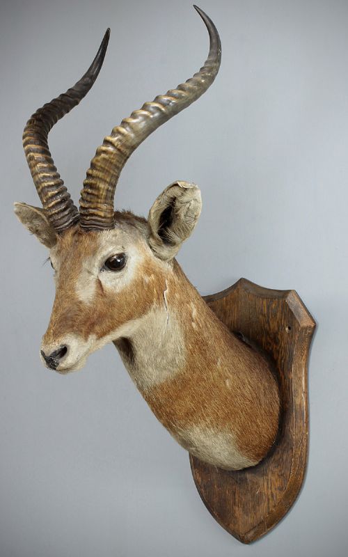 Mounted Antelope Head C.1910.