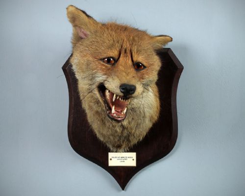 Taxidermied Fox Head C.1951.