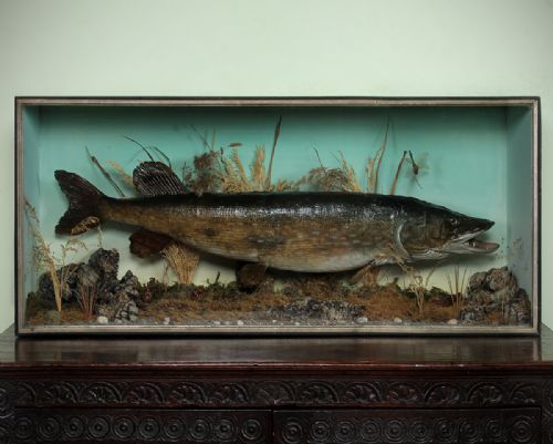 Large Cased Pike Caught Cheshire 1907.