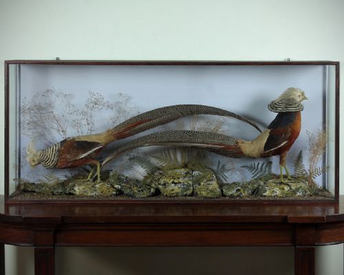 Pair of Taxidermy Golden Pheasants C.1910.