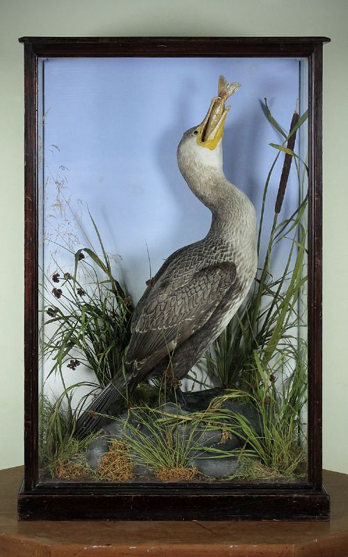 Cased Taxidermy Cormorant by Mountney of Cardiff C.1910.
