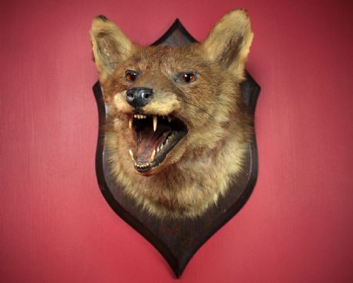 Taxidermy Fox Mask by Murray of Carnforth C.1910.