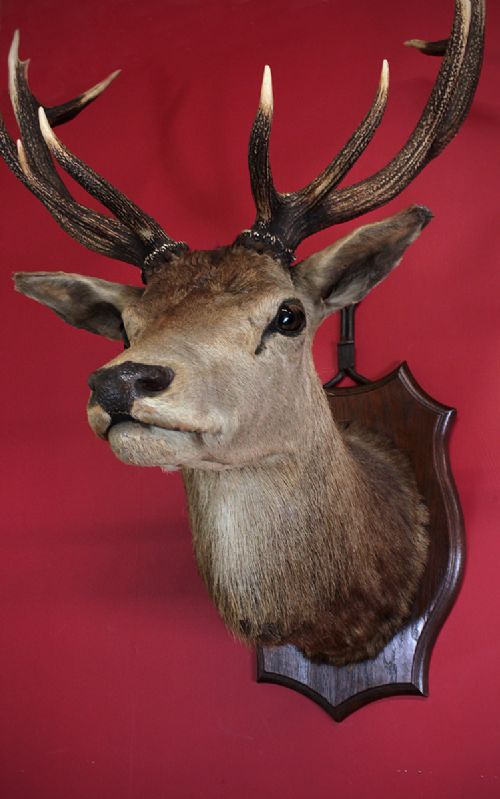 Taxidermy Red Deer Stag’s Head by Deyrolle of Paris C.1910.