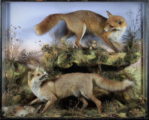 Cased Taxidermy Foxes by Whiting of London. C.1910.