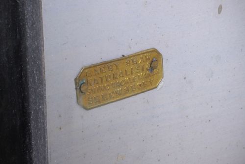 fig 1. Taxidermy Albino Rabbits by Henry Shaw of Shrewsbury c.1870.
