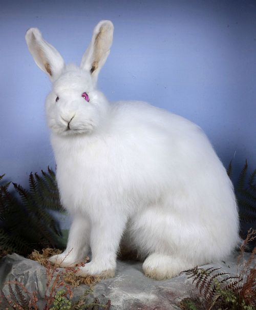Taxidermy Albino Rabbits By Henry Shaw Of Shrewsbury C.1870.
