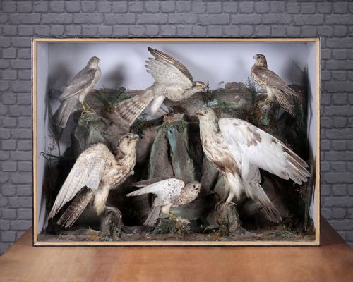 Large Cased Display of Taxidermy Birds of Prey C.1890.