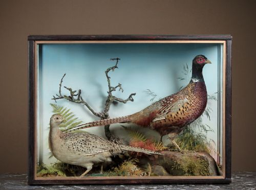 Cased Taxidermy Display of a Pair of Pheasants C.1900.