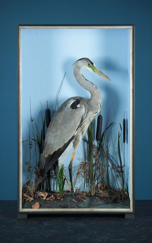 Cased Taxidermy Heron C.1910.