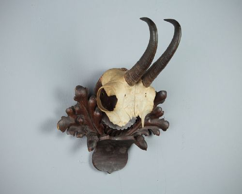 Late 19th.c. Black Forest Hunting Trophy C.1890.