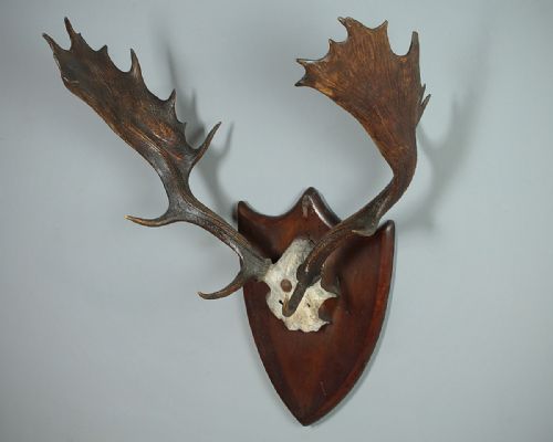 Set of Mounted Antlers C.1930.