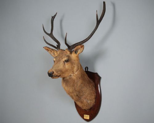 Scottish Highland Stag’s Head Dated 1931.