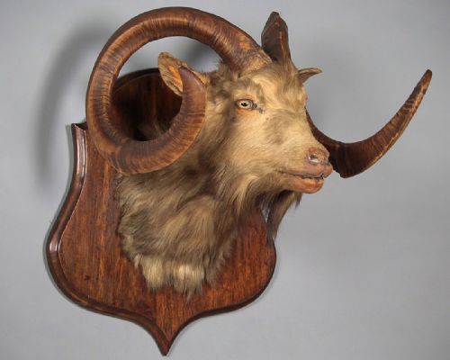 Taxidermy Goat’s Head C.1930.