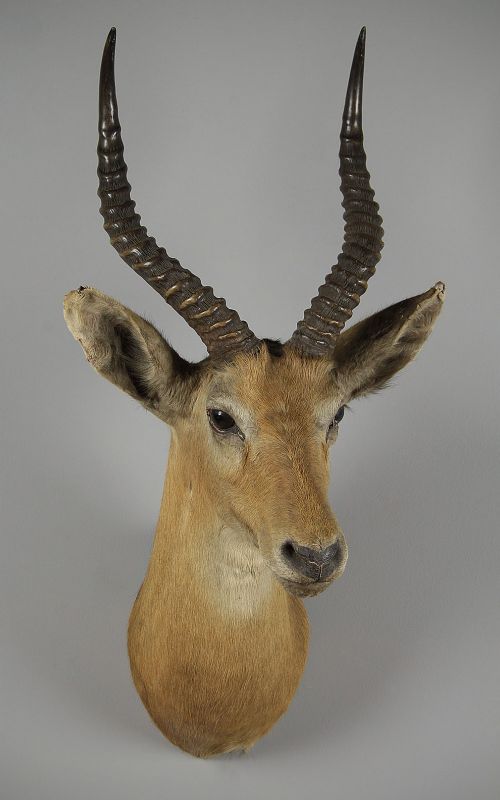 Taxidermy Impala Head by Rowland Ward C.1900