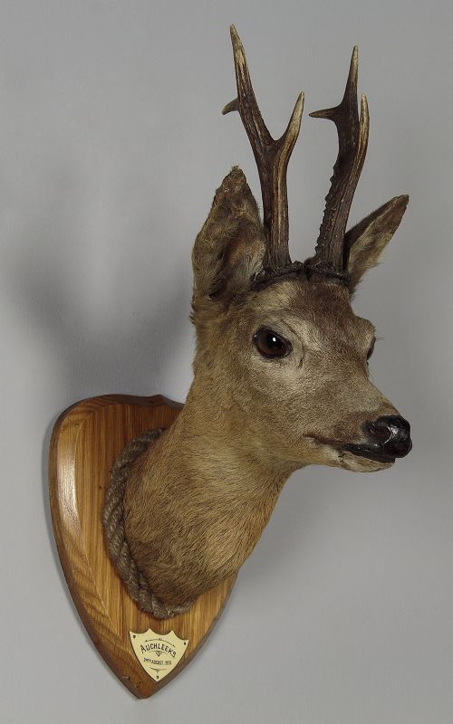 Scottish Taxidermy Roe Deer Head Dated 1931.