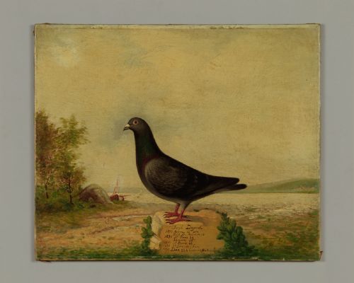Racing Pigeon Portrait Dated 1898