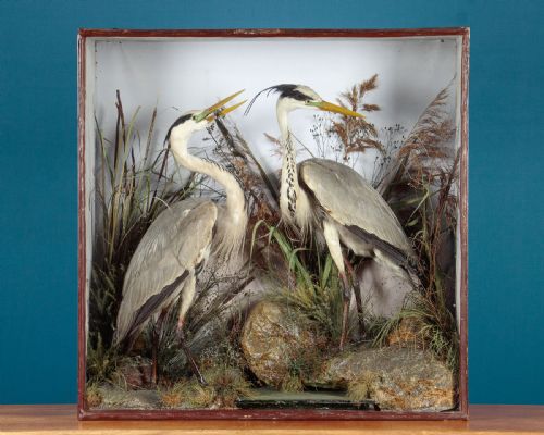 Cased Taxidermy Herons by Henry Ward C.1870