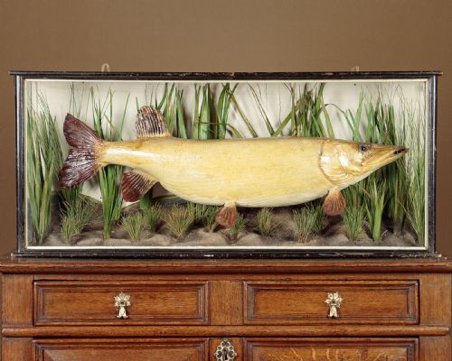 Taxidermy Cased Pike C.1920