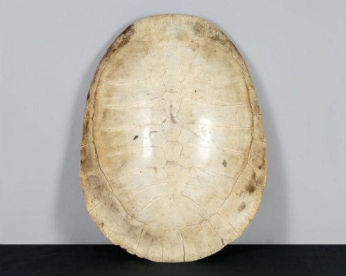19th.c. Blonde Turtle Shell