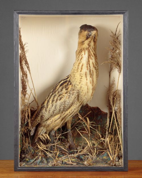 Cased Taxidermy Display of a Bittern C.1880