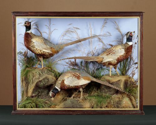 Large Cased Taxidermy Display of Three Pheasants C.1910
