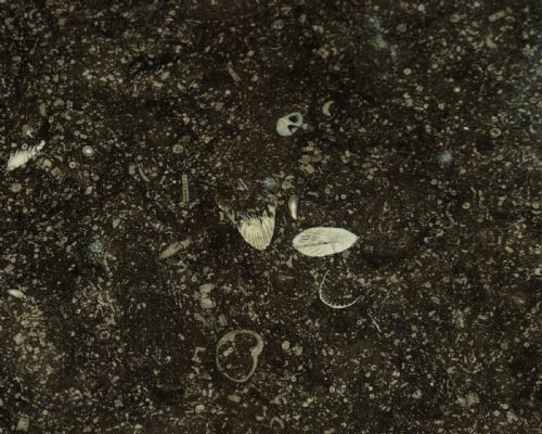 FRENCH EMPIRE GUERIDON CENTRE TABLE C1820 - ADDITIONAL PHOTO 7