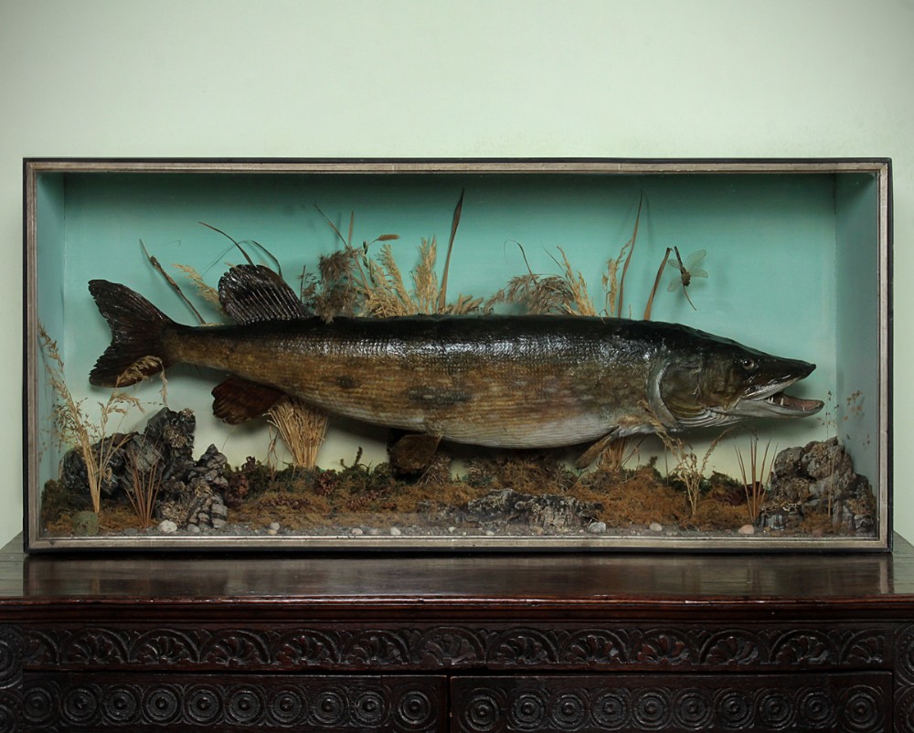 Large Cased Pike Caught Cheshire 1907.