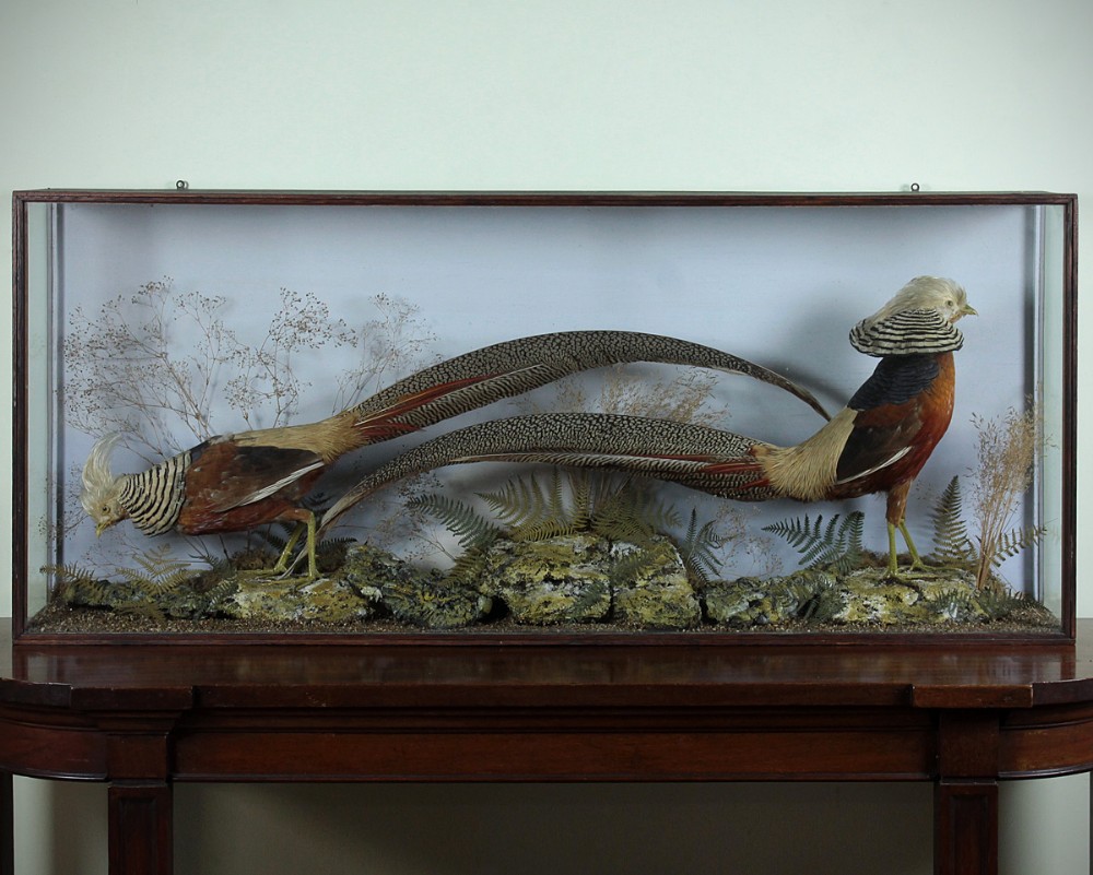 Pair of Taxidermy Golden Pheasants c.1910.