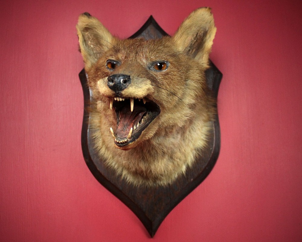 Taxidermy Fox Mask by Murray of Carnforth c.1910.