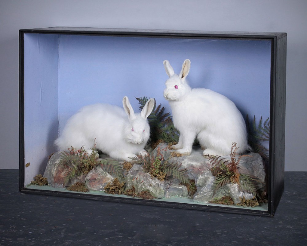 Taxidermy Albino Rabbits by Henry Shaw of Shrewsbury c.1870.