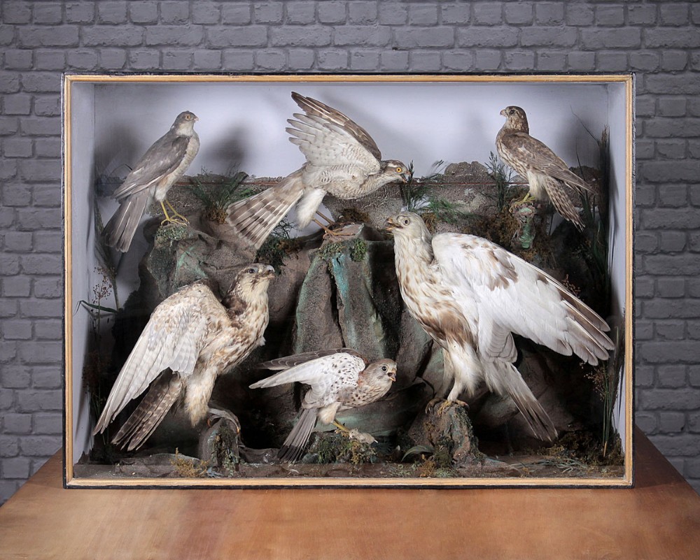 Large Cased Display of Taxidermy Birds of Prey c.1890.