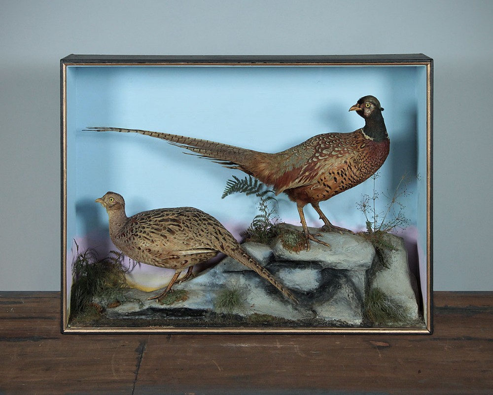 Edwardian Taxidermy Pheasants by James Hutchings, Aberystwyth c.1900. 