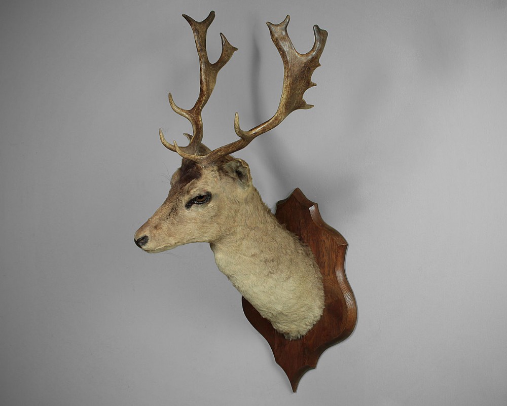 Early 20th.c Taxidermy Fallow Deer Stag’s Head c.1930.