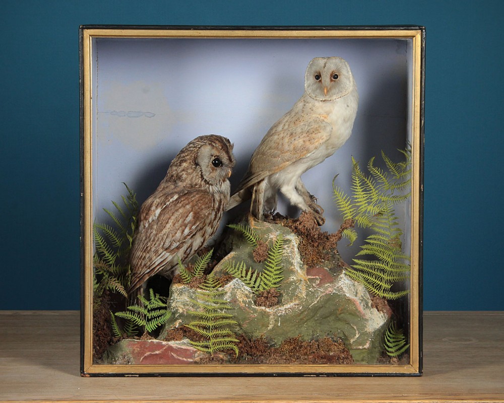 Cased Taxidermy Owls c.1910