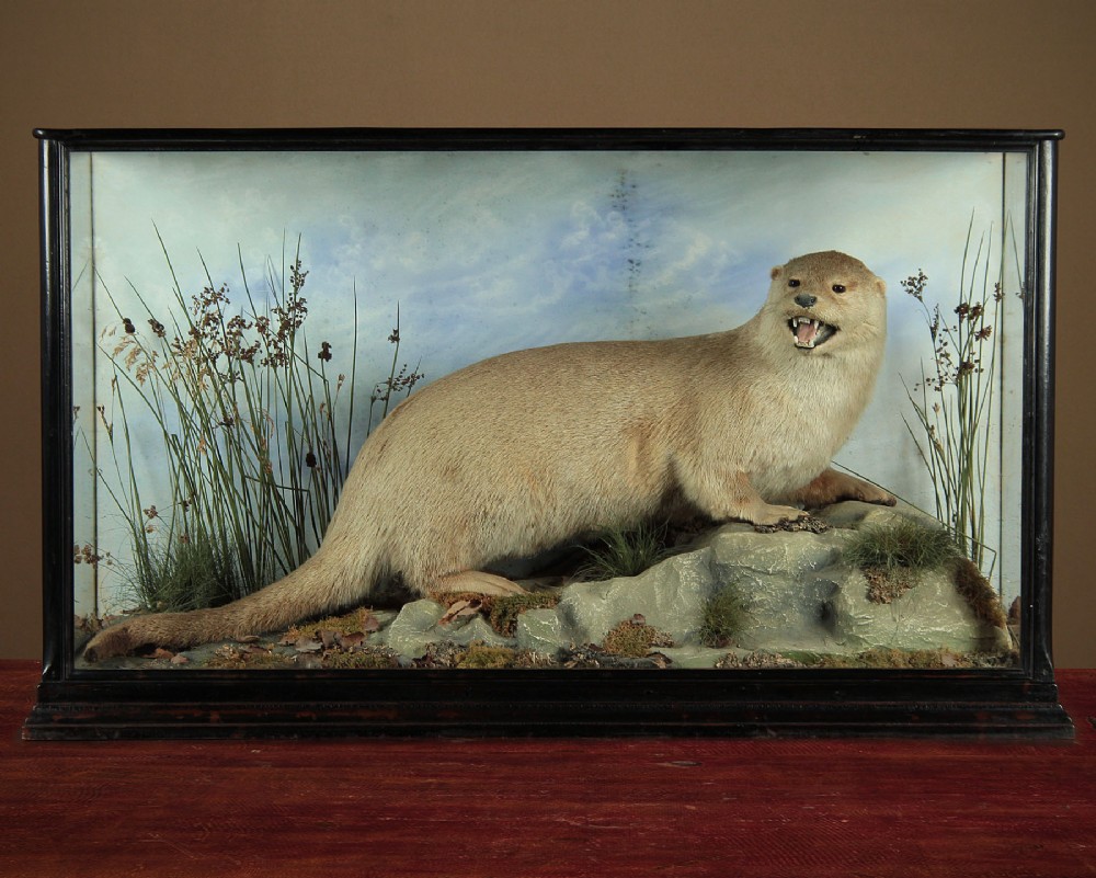 Large Cased Taxidermy Otter by George Cooke of Shrewsbury c.1910
