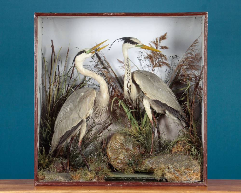 Cased Taxidermy Herons by Henry Ward c.1870