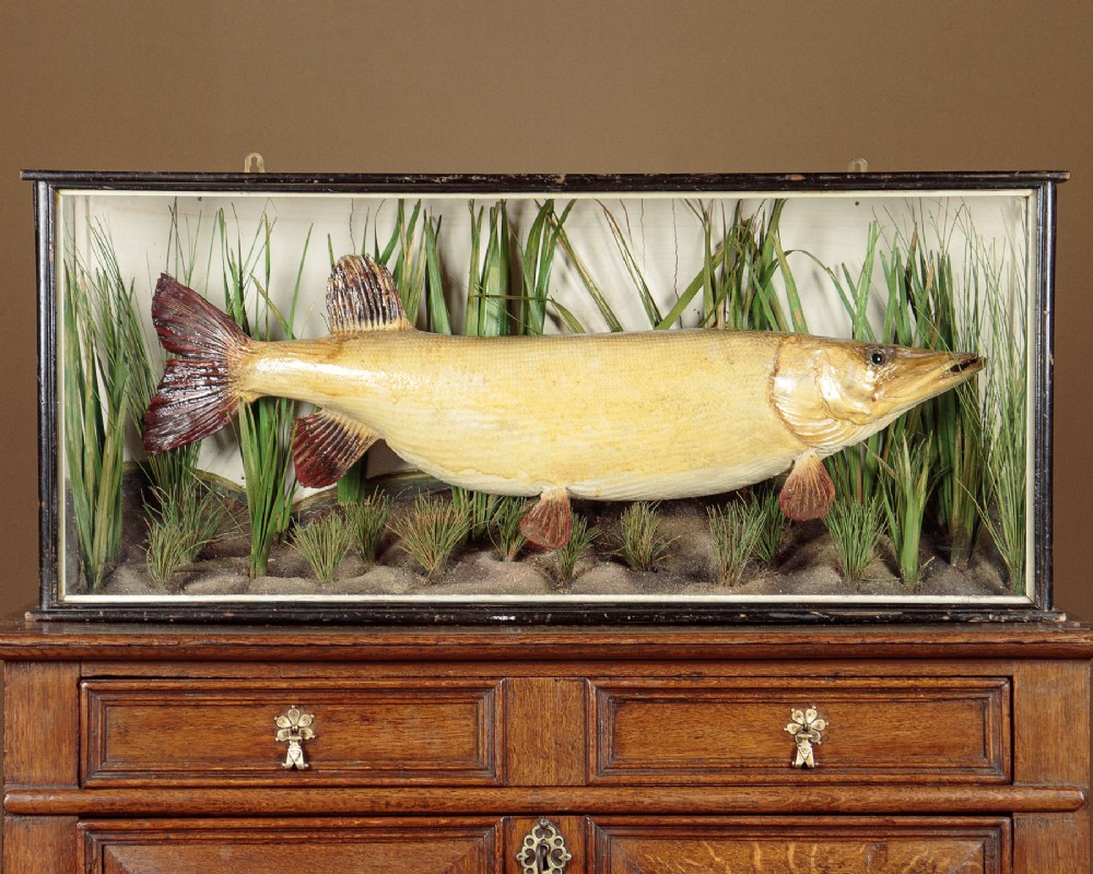 Taxidermy Cased Pike c.1920