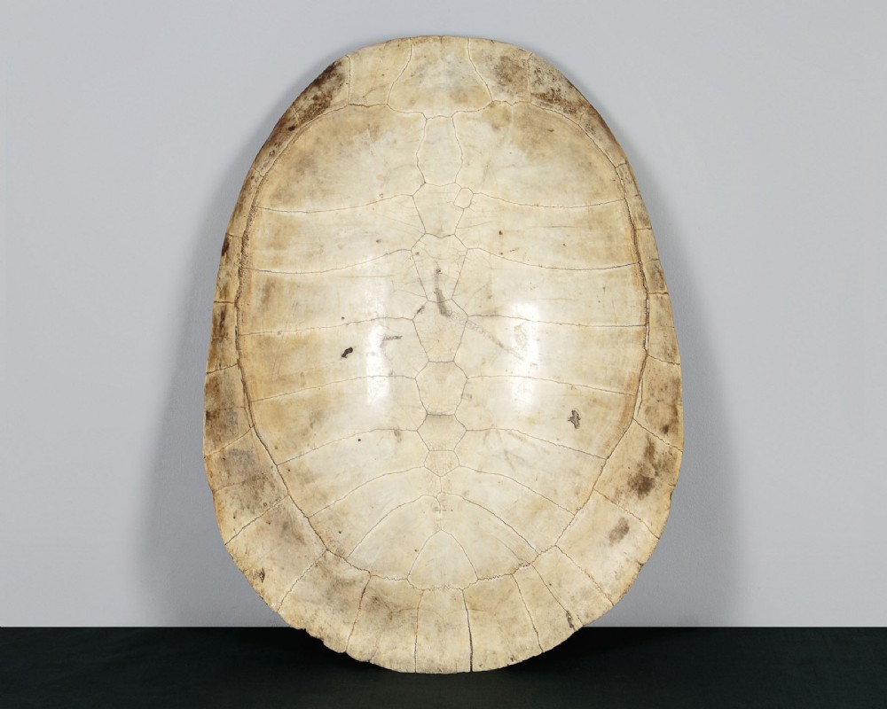 19th.c. Blonde Turtle Shell