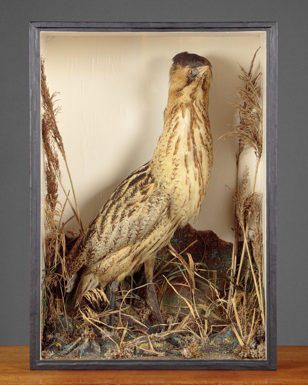 Cased Taxidermy Display of a Bittern c.1880