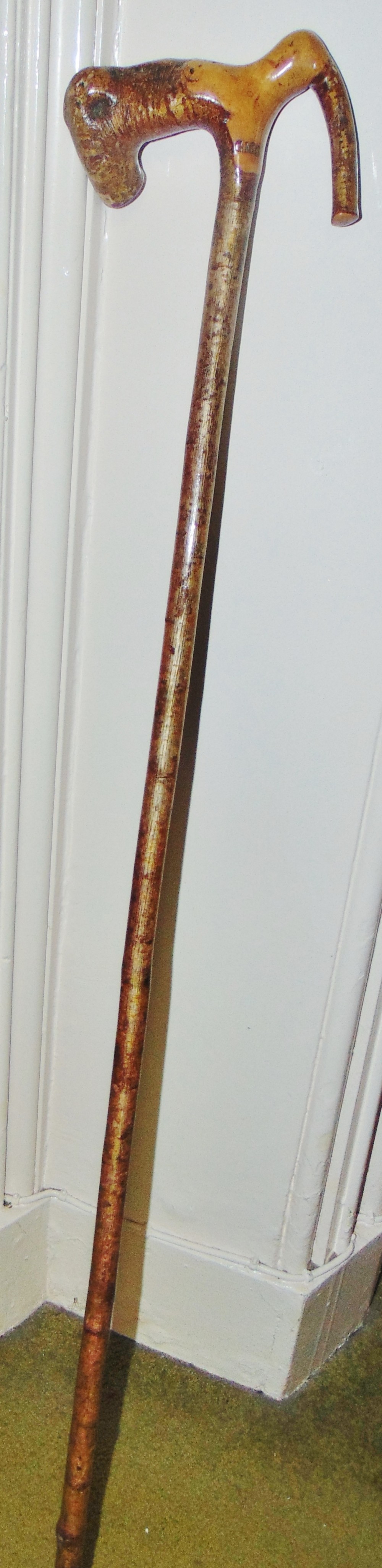 Antique birch root handled walking stick circa 1900