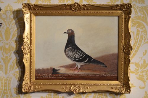 Oil Portrait of a Racing Pigeon