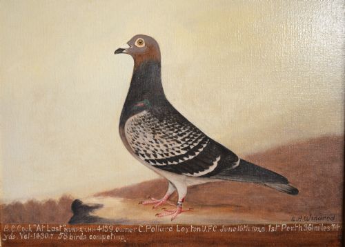 fig 1. Oil Portrait of a Racing Pigeon
