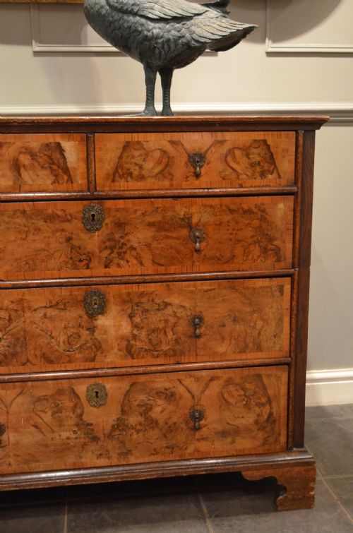 fig 1. Oxfordshire Walnut and Oak Chest Of Drawers