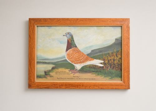 Oil on Canvas Racing Pigeon Painting.