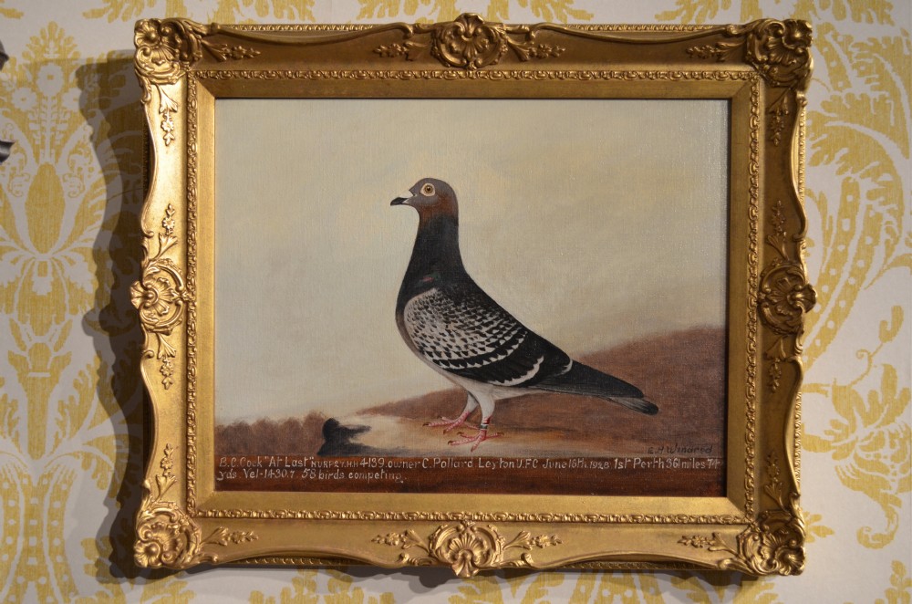 Oil Portrait of a Racing Pigeon