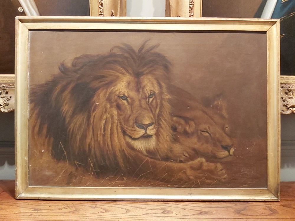 Early 20th Century study of a resting lion, and lioness. Signed J Leach.  View IV